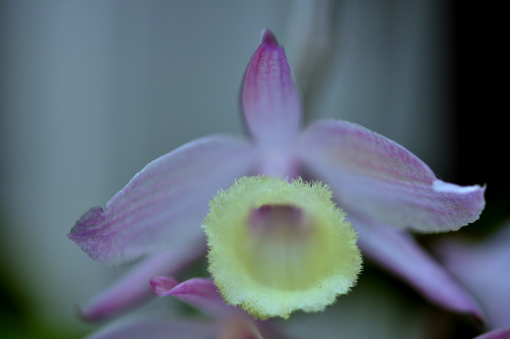 Giả hạc Hawaii có tên khoa học là Dendrobium Adastra, là cây lai giữa Hạc vỹ với Phi điệp.