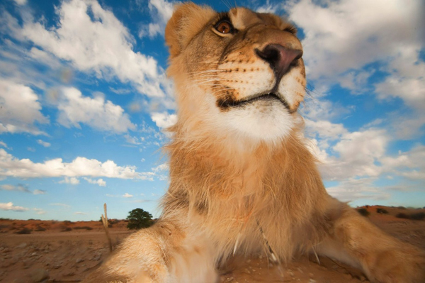 Những bức ảnh này được nhiếp ảnh gia Hannes Lochner chụp khi đang làm việc trên sa mạc Kalahari, Châu Phi.