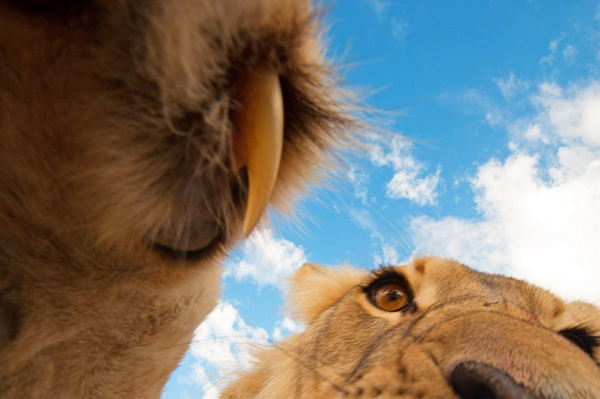 Nhờ đó, Hannes đã ghi lại được những khoảnh khắc vô cùng dễ thương của những chú sư tử cùng bầu trời xanh bát ngát phía trên chúng.