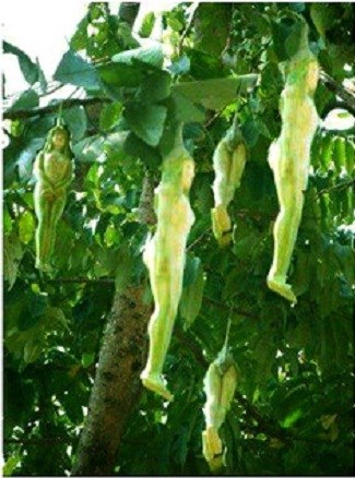 Loài cây sinh ra loại quả có hình dáng kỳ lạ này tên là Nareepol, hay còn gọi là cây phụ nữ.