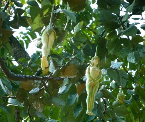 Loại cây này được cho là vật thiêng và chỉ trồng duy nhất được ở trong khu rừng Himmapan mà không nơi nào trồng được.