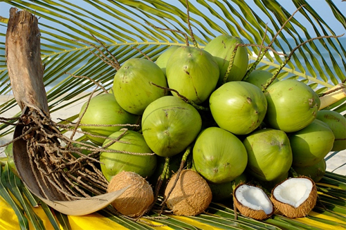 Trong dừa có chứa các chất béo bão hòa nên sẽ kích thích sự trao đổi chất của bạn và giúp bạn giảm cân hiệu quả. Không những thế mà dầu dừa còn trị được các bệnh như táo bón, phục hồi làn da bị trầy xước hiệu quả.
