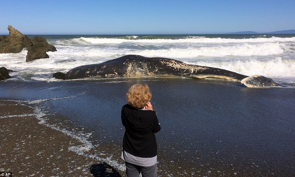 Người dân và khách du lịch ở bãi biển Sharp Park (California, Mỹ) đã vô cùng ngạc nhiên trước sự xuất hiện của một con cá Nhà Táng khổng lồ với chiều dài tới 15 mét.