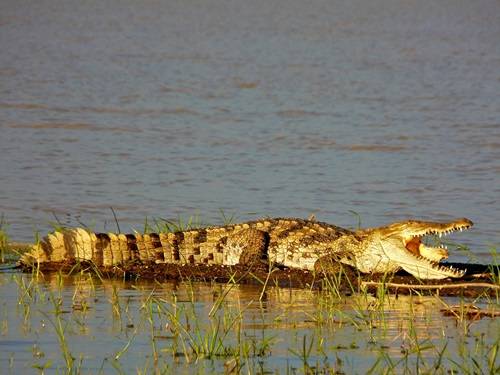 Đến tuổi trưởng thành, cá sấu có thể giết chết một người to khỏe trong nháy mắt.
