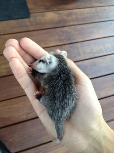 Chồn Opossum bé tí xíu.