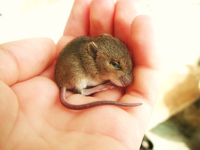 Khác với tưởng tượng của chúng ta về lũ chuột, con chuột con này trông rất đáng yêu khi nằm trong tay người.