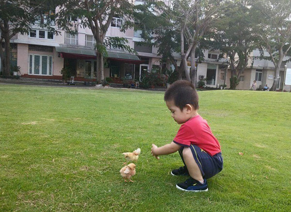 Cựu người mẫu Dương Yến Ngọc chú thích về bức ảnh con trai chăm chú chơi đùa bên hai chú gà con: 'Gà chơi với gà'.