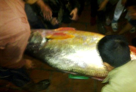 Là một loài cá biển quý hiếm được ví von như 'cục vàng biển' hay cục vàng biết bơi, một con cá sủ vàng khoảng 70kg tính ra bằng cả kg vàng ròng.