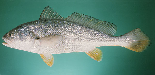 Loài cá này phân bố ở Ấn Độ, Việt Nam, Indonesia, Sri Lanka và Trung Quốc.