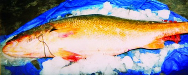 Loài cá này sinh sống ở biển, đến mùa đẻ (tháng 1 - 4 và 9 - 10 âm lịch) sẽ vào các vùng cửa sông nước lợ cặp đôi và đẻ.