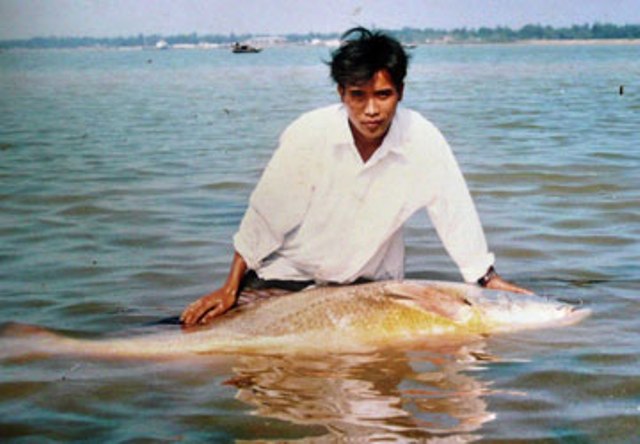 Cá sủ vàng xuất hiện ở cửa sông châu thổ sông Hồng và Cửu Long, tuy nhiên hiện nay đã gần như tuyệt chủng.
