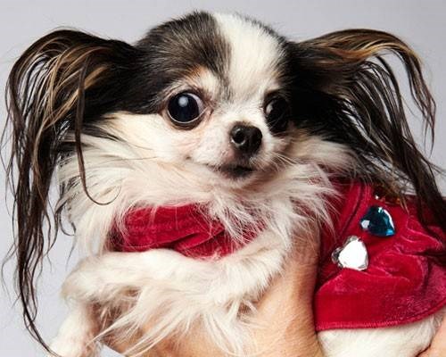Ngược lại Boo Boo, một “nàng” Chihuahua lông dài lại được ghi nhận là con chó nhỏ nhắn nhất thế giới với vẻn vẹn 10cm chiều cao và 2 kg cân nặng.