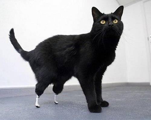 Sau tai nạn bị nghiền nát hai chân sau bơi máy gặt, Oscar may mắn trở thành chú mèo đầu tiên được cấy ghép hai chân sinh học.