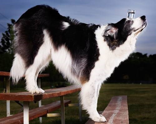 Sweet Pea, một chú chó giống Collie biên giới, nắm giữ kỷ lục kỳ lạ nhất trong danh sách này bằng khả năng giữ cân bằng cho cốc nước để trên đầu và đi hết đoạn đường 100 mét chỉ trong 2 phút 55 giây.
