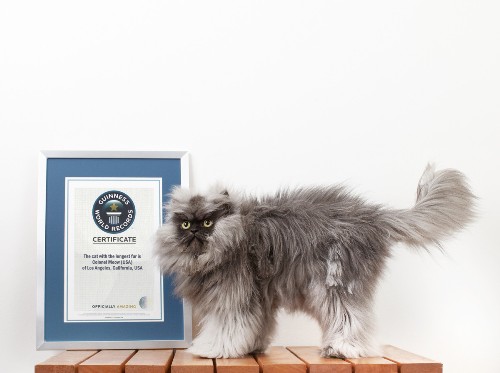 Danh hiệu con mèo có bộ lông dài nhất được sách kỷ lục thế giới trao cho Colonel Meow, con mèo lai 2 tuổi. Chiều dài trung bình của bộ lông là 23cm.