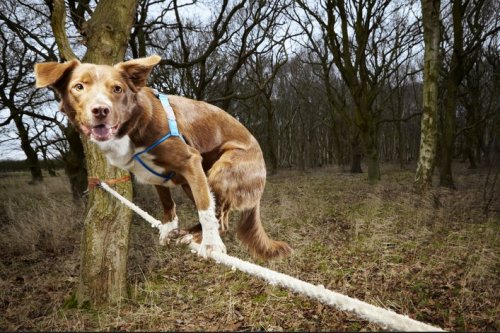 Ozzy ở Norfolk, Anh đang nắm danh hiệu con chó đi trên dây nhanh nhất thế giới.