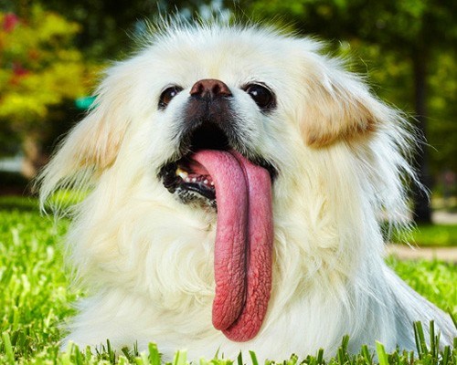 Puggy - một cún cưng đến từ Bắc Kinh đang giữ kỷ lục chú chó có chiếc lưỡi dài nhất, lên đến 11,5cm. Chính vì chiếc lưỡi “quá khổ” nên chủ nhân của nó phải cắt thức ăn thành từng miếng nhỏ, không thì Puggy sẽ nhai cả lưỡi của mình.