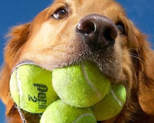 Chú chó săn có bộ lông vàng óng ả tên Augie này có thể nhét tới 5 quả bóng tennis vào miệng cùng lúc. Cho tới nay, chưa có đồng loại nào của nó phá vỡ kỷ lục này.