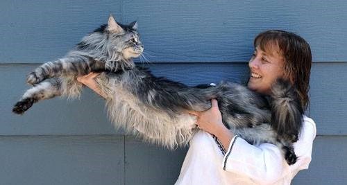 Stewie – một chú mèo lông 6 tuổi từ Reno, Nevada (Mỹ) được công nhận là con mèo dài nhất thế giới với chiều dài từ chóp mũi đến cuối xương đuôi là 1,2 mét.