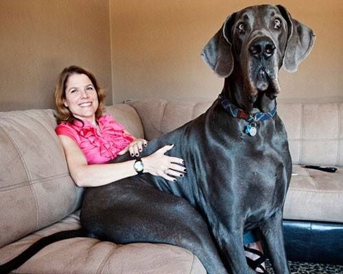 Great Dane nổi tiếng là một giống chó to lớn và hiền lành nhưng Giant George (đến từ Tucson, Arizona, Mỹ) có lẽ nổi bật hơn cả bởi chiều cao 1,1 mét. “Anh chàng cao kều” này hiện có rất nhiều fan hâm mộ và cả một trang web riêng.
