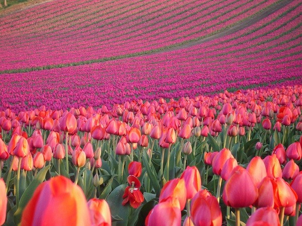 Cánh đồng hoa tulip Keukenhof ở Lisse, Hà Lan.