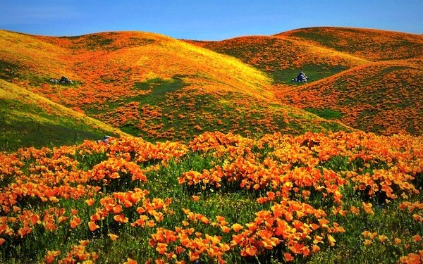 Thiên đường hoa poppy ở California, Mỹ.