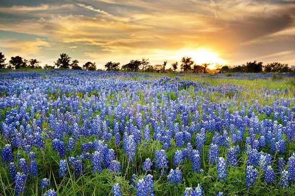 Hoa mũ len xanh ở Texas, Mỹ.