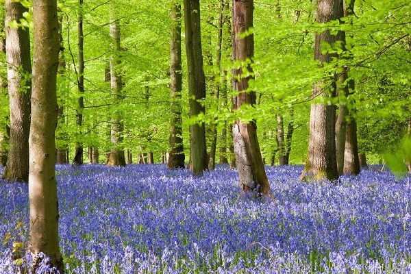 Cánh rừng hoa chuông xanh ở rừng Dean, Anh.