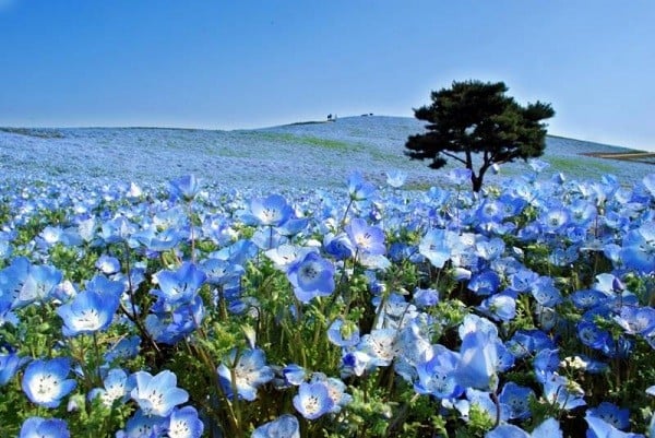 Cánh đồng hoa Nemophila ở đảo Honshu, Nhật Bản.