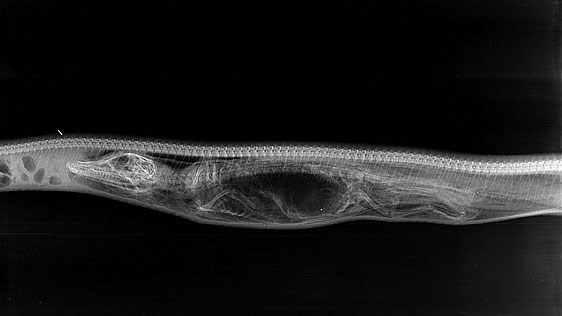 Quá trình này mất khoảng 7 ngày, ngày đầu tiên, toàn bộ cơ thể của con cá sấu nằm nguyên vẹn trong bụng con trăn, chiếc bụng con trăn căng phồng chỗ chứa con cá sấu.