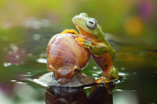 Con ếch không biết rằng lưng của con ốc tiết ra chất nhầy nên rất khó để có thể ngồi lên và nó bơi cũng khá chậm so với việc tự mình bơi qua.