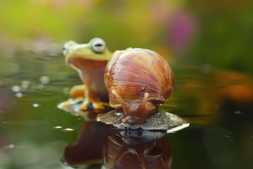 Tuy nhiên, con ếch vẫn quyết tâm leo lên bằng được và cuối cùng nó đã ung dung ngồi trên lưng con ốc để vượt hồ.