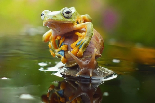Nhiếp ảnh gia Herdi cho biết anh rất thích loài ếch xanh và thường chú ý đến loài động vật này. Tuy nhiên, đây là lần đầu tiên anh chứng kiến một ếch lại “lười” đến như vậy.