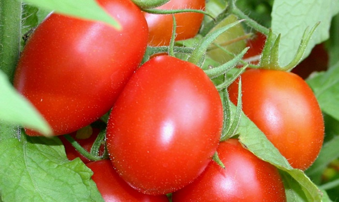 Cà chua rất giàu axít, các vitamin C, A và các chất chống oxy hóa, vì vậy loại quả này có thể được dùng để chữa nhiều bệnh lý nhẹ về da.