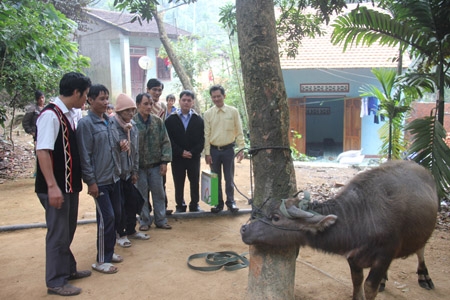 Trưa 28/12/2013, thực hiện lời hứa trước đó, nhóm PV Đài PTTH Quảng Ngãi đã bàn giao con trâu, trị giá gần 20 triệu đồng cho cha con người rừng Hồ Văn Thanh và Hồ Văn Lang.