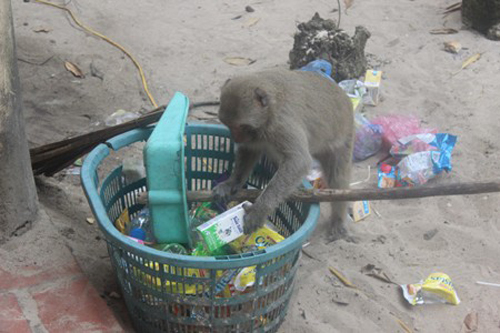 Một thùng rác tạm bợ của ban quản lý khiến những chú khỉ vô tư xuống bới rác tìm đồ ăn khiến hòn đảo này càng thêm ô nhiễm.