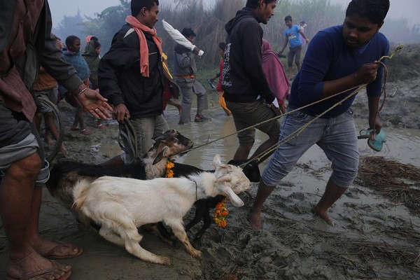 Lễ hội này còn có tên gọi là Gadhimai, nó đã thu hút hơn 2,5 triệu tín đồ Hindu kéo đến Nepal vào cuối năm ngoái để tham gia.