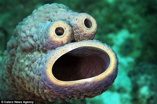 Hình dáng đáng sợ như sinh vật ngoài hành tinh của bọt biển tại vùng biển Caribbean. Nó có đôi mắt nhô ra, miệng rộng, bề ngoài màu xanh. Sinh vật kỳ lạ chủ yếu sinh sống nhờ ăn các sinh vật phù du.