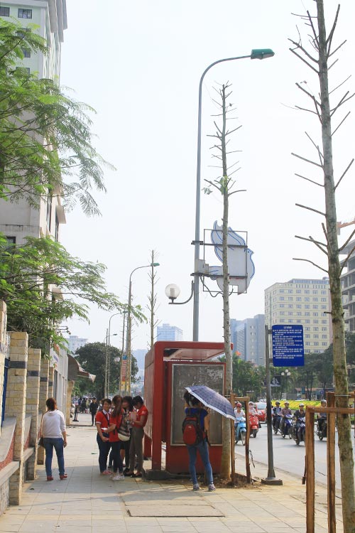 Đường Nguyễn Chí Thanh (Đống Đa) không còn bóng cây, người dân phải trú sau trạm chờ xe buýt.