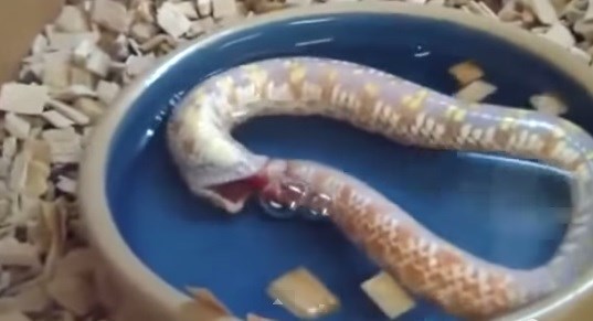 Loài rắn kỳ lạ này là rắn chuột, rất nhiều người từng chứng kiến con rắn chuột tự nuốt thân của mình từ phần đuôi cho vào trong miệng.
