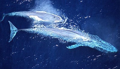 Cá voi xanh là loài động vật lớn nhất được biết đến sống trên Trái đất, có hành vi giao phối trong thời gian rất ngắn, con đực chèn dương vật vào âm đạo của con cái trong thời gian ít hơn một phút.