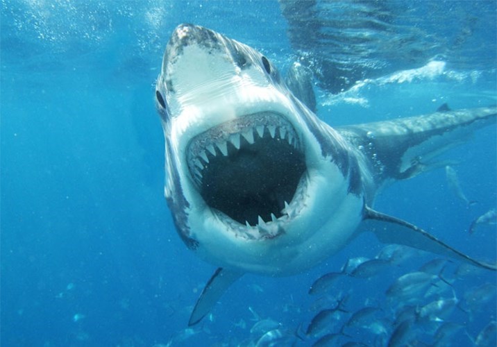 Cá mập trắng lớn là loài cá mập săn mồi lớn nhất ở biển nên cũng có hành vi giao phối đáng kinh ngạc hơn cả. Để giao phối, cá mập trắng đực phải cắn vào con cái ở gần đầu hay vây ngực, nhằm đưa thùy bám của nó vào trong cơ thể con cá cái.