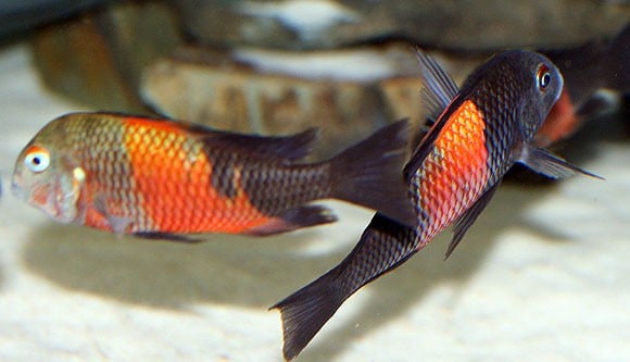 Cá cichlid “giao phối bằng miệng” - cá đực thụ tinh cho những cái trứng khi chúng nằm trong miệng cá cái.