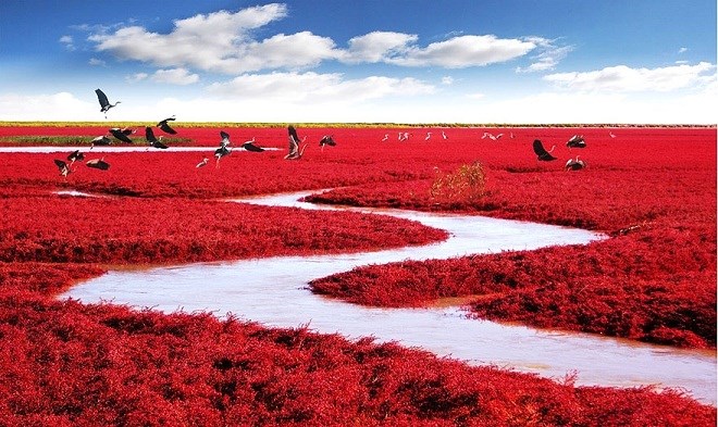 Bờ biển Đỏ, Trung Quốc: Sở dĩ nó có tên gọi như vậy là bởi nơi đây có một loại cỏ biển phát triển trên đất mặn kiềm. Vào mùa thu, loại cỏ dại này lại chuyển sang một màu đỏ rực rỡ, khiến cho bãi biển trông như được bao phủ bởi một tấm thảm đỏ dài vô tận.