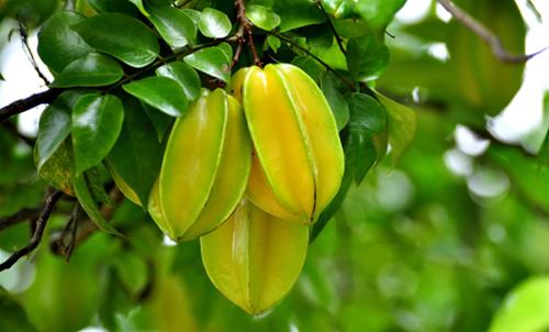 Khế chứa ít calorie và giàu vitamin C, có nhiều chất chống oxy hóa. Loại trái cây này thường có từ tháng Bảy đến tháng Chín.