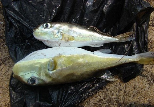 Cá nóc nổi tiếng là loài cá độc, nhưng không ít người Việt vẫn liều ăn loài cá có thịt ngon tuyệt này để rồi phải trả giá bằng cả tính mạng.