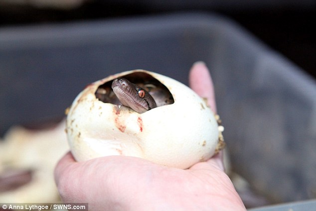 Những quả trứng được đưa vào lồng ấp trong vòng 12 tuần thì nở. Những con trăn con dài từ 30-35cm và đều khá khỏe mạnh.