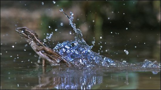Cấu tạo của làn da giúp cho thằn lằn có thể di chuyển trên nước ngay cả khi trời mưa.