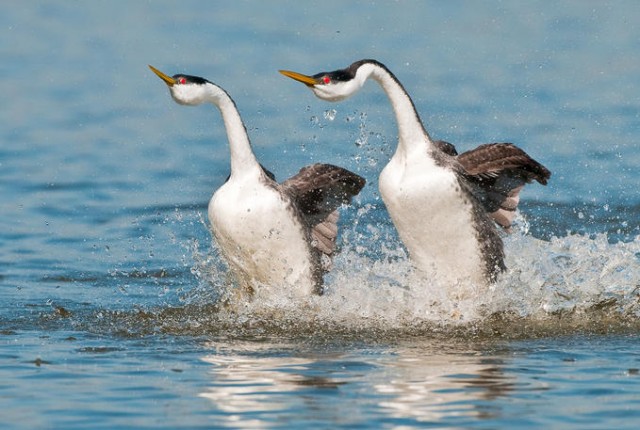 Chim cộc trắng có cánh hẹp cùng bộ lông dày, không thấm nước. Đặc điểm này, chúng có thể 'đắm mình' xuống nước hay nổi lên trên mặt nước.