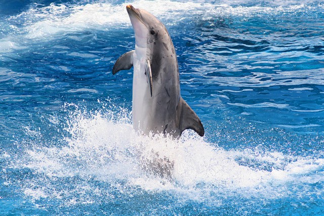Cá heo cũng có khả năng “đi bộ” bằng đuôi trên mặt nước khi chúng lướt chiếc đuôi này một quãng đường.